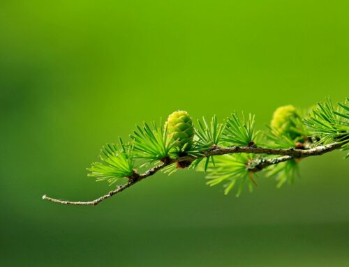 Kalkfilter vs. Vloeibare Ontkalker: Wat is het Verschil?