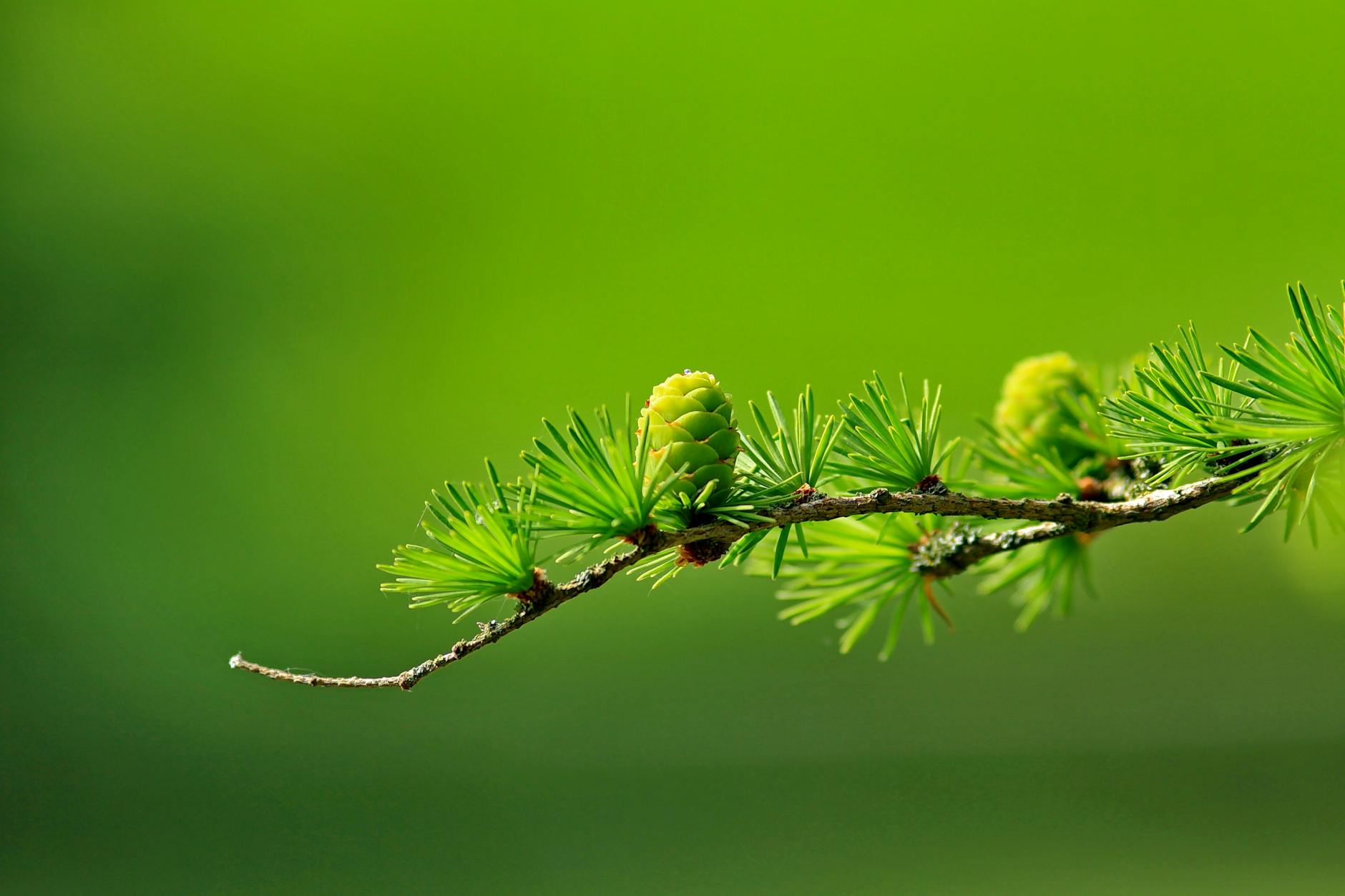 Close-up of green pine branch with young pine cones against a blurred green background. (Incomplete: max_output_tokens)
