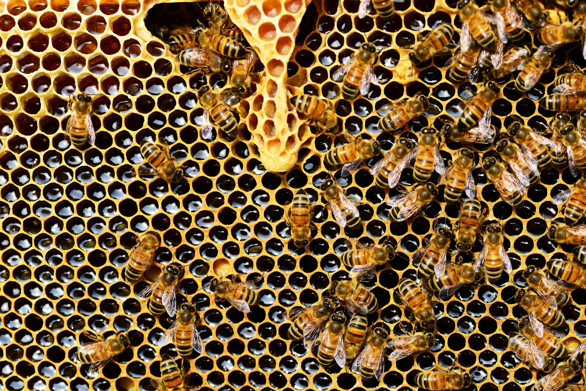 Close-up of honeybees working on a honeycomb inside a beehive. (Incomplete: max_output_tokens)